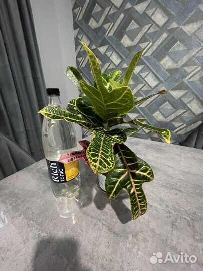 Кротон (кодиеум) экселент