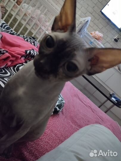 Канадский сфинкс котенок