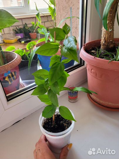 Китайская роза (гибискус)