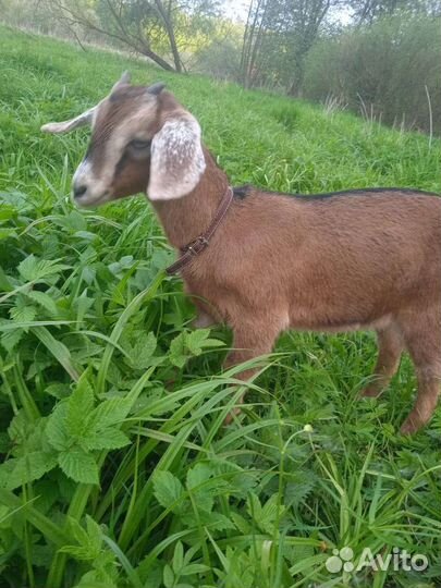 Коза Альпийская+Нубийская