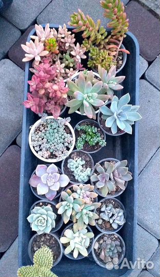 Суккуленты домашние