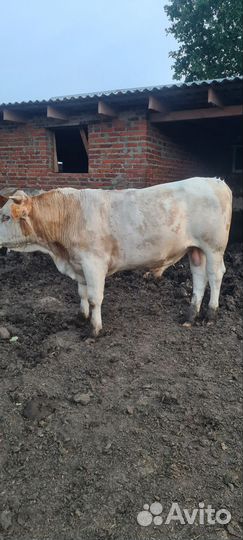 Быки сементалы