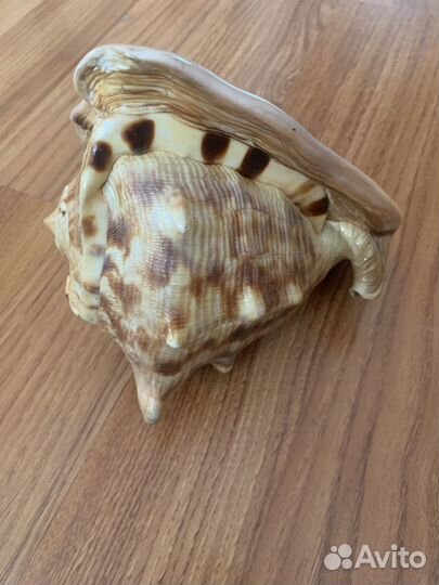 Морские раковины, цена указана за штуку