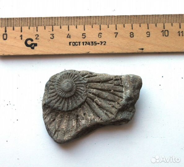 Отпечаток аммонита