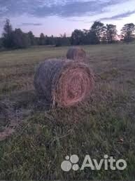 Продам сено в рулонах 2024 года