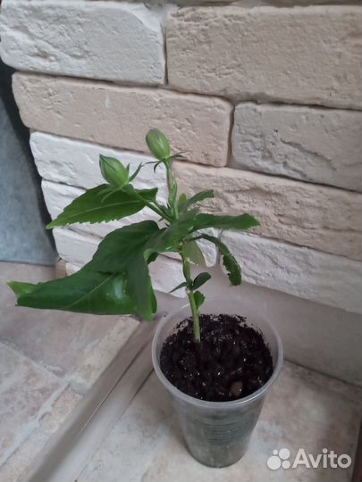 Гибискус красный махровый