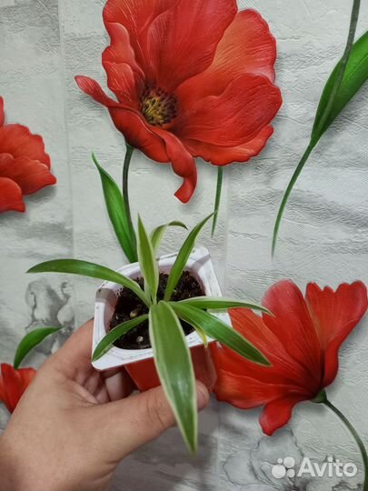 Комнатные цветы