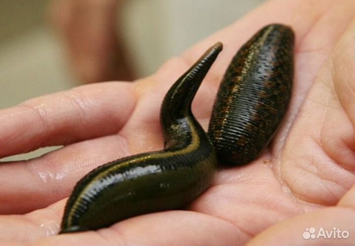 Пиявка медицинская