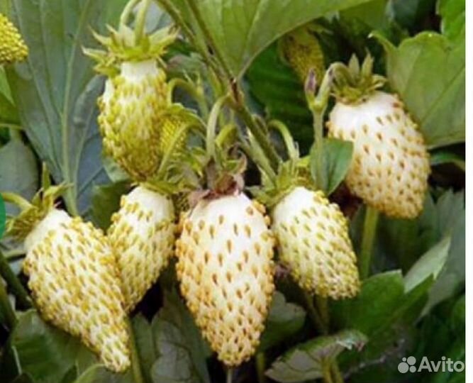 Белая земляника