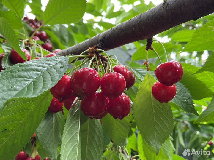 Черешня ягода