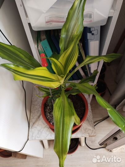 Комнатные цветы