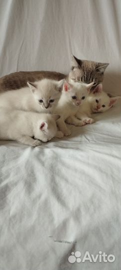 Тайские котята
