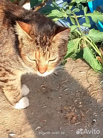 Кошки в добрые руки бесплатно