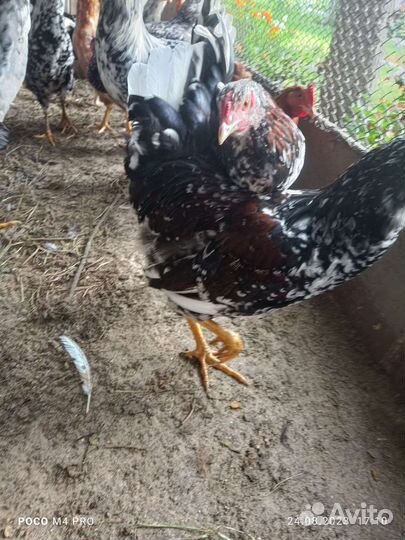 Петухи молодые 4.5 мес. На выбор