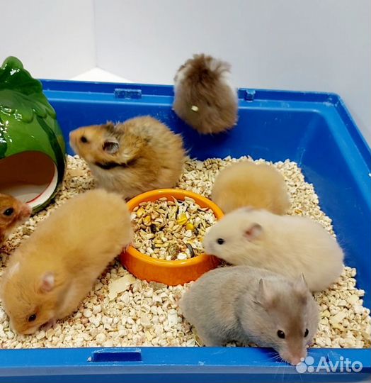 Сирийские хомяки