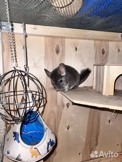 Шиншилла с витриной