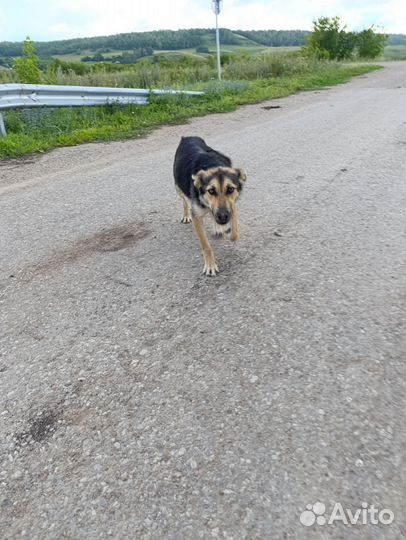 Молодая собака