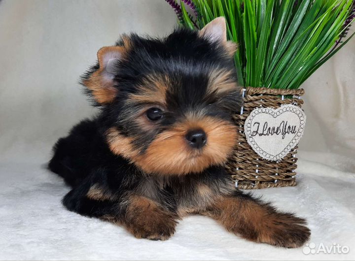 Продаю красивых мальчиков йоркширского терьера