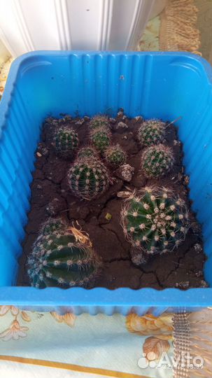 Маленькие кактусы