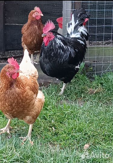 Куры петухи