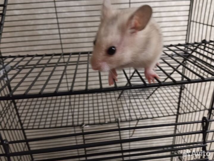 Сирийские хомячки