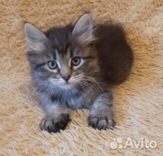 Которебенок