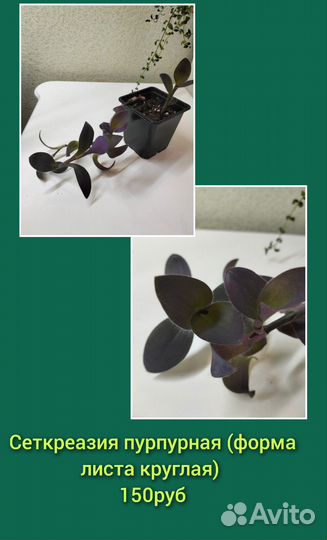 Комнатные цветы