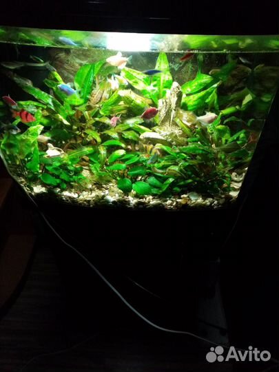 Аквариум с тумбой jebo R352. Размеры 510*340*500мм