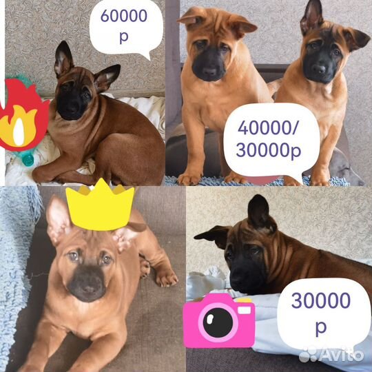 Тайский риджбек