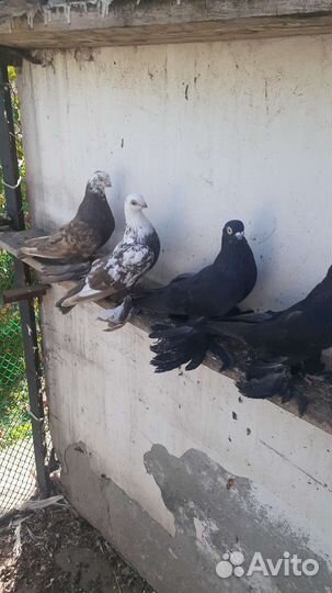 Голуби