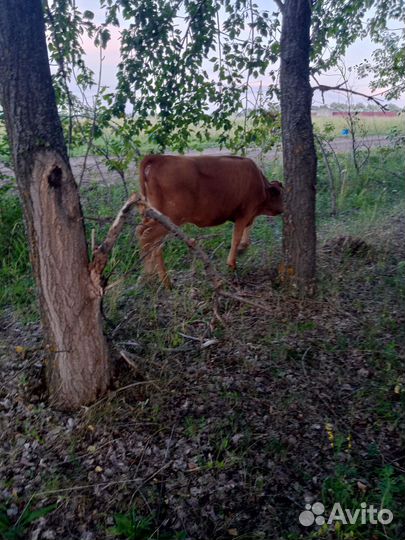 Баран на племя и тёлочка