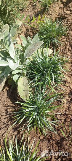 Сеслерия голубая