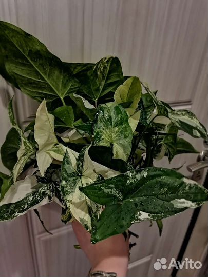 Сингониум imperial white