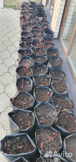 Корни пиона В контейнере Осенньяя посадка