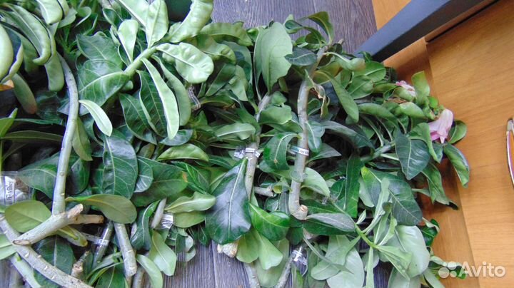 Свежесрезанные черенки сортовых адениумов