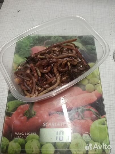 Черви дендробена