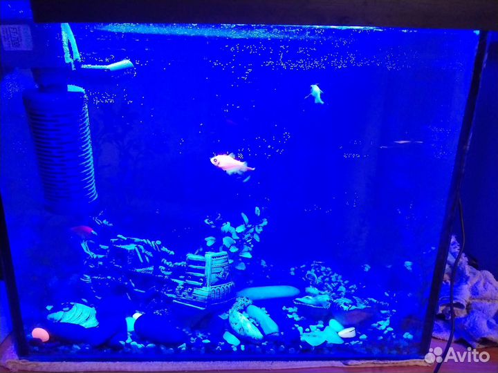 Аквариум с рыбками