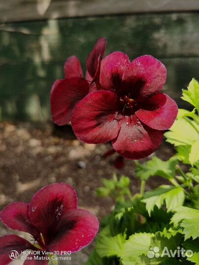 Пеларгония королевская PAK Aristo Schoko