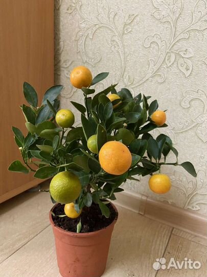 Мандариновое дерево. Комнатное Цитрусовые