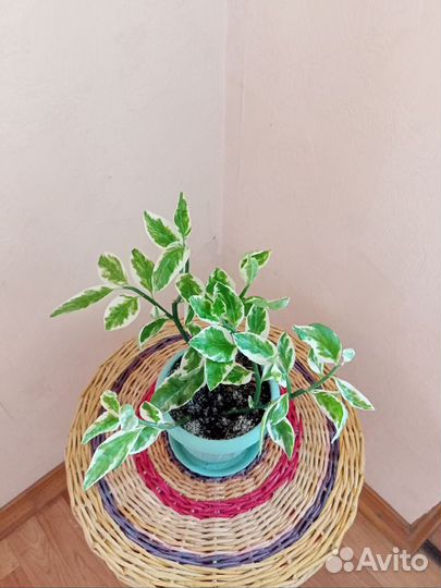 Педилантус