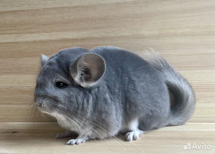 Шиншилла самка фиолетовая