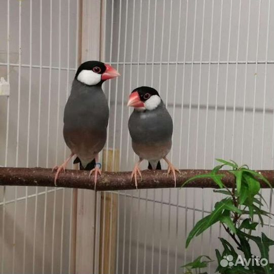 Амадины разные