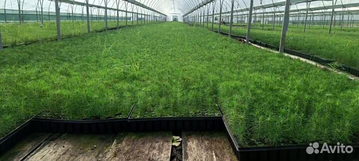 Саженцы ели зкс в розницу