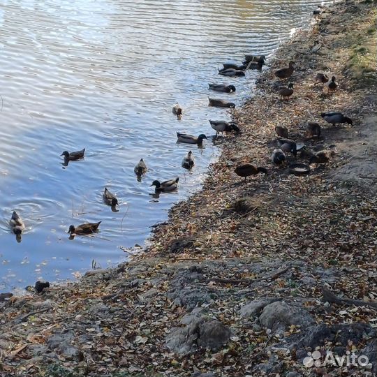Подсадные утки чубарые