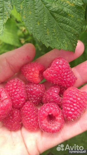 Малина ягода свежая