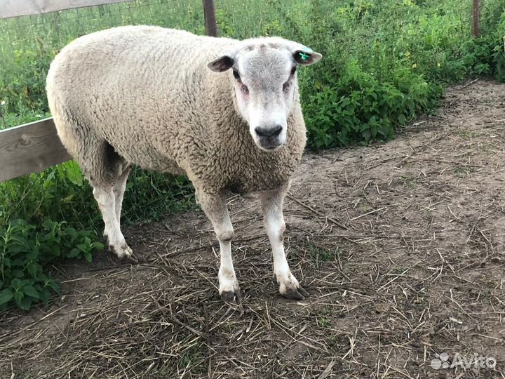 Баран тексель