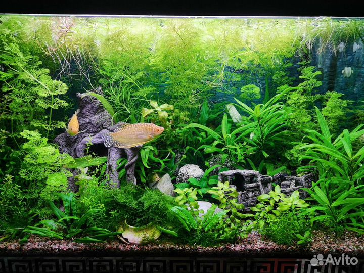 Аквариумные растения