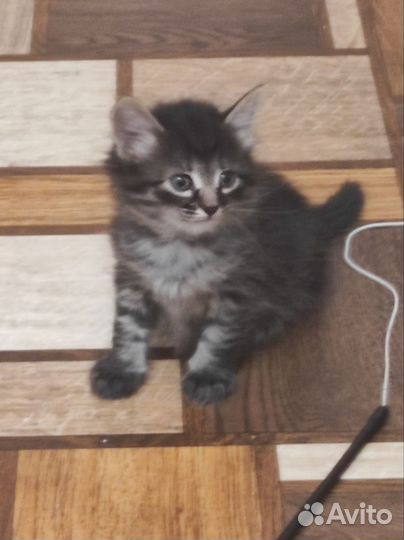 Кошки в добрые руки