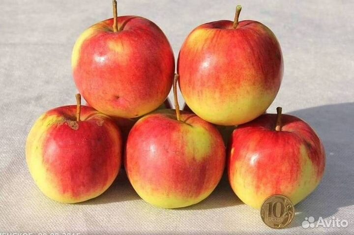Саженцы яблони Успенское