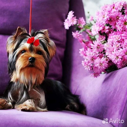 Йоркширский терьер, щенки и подростки